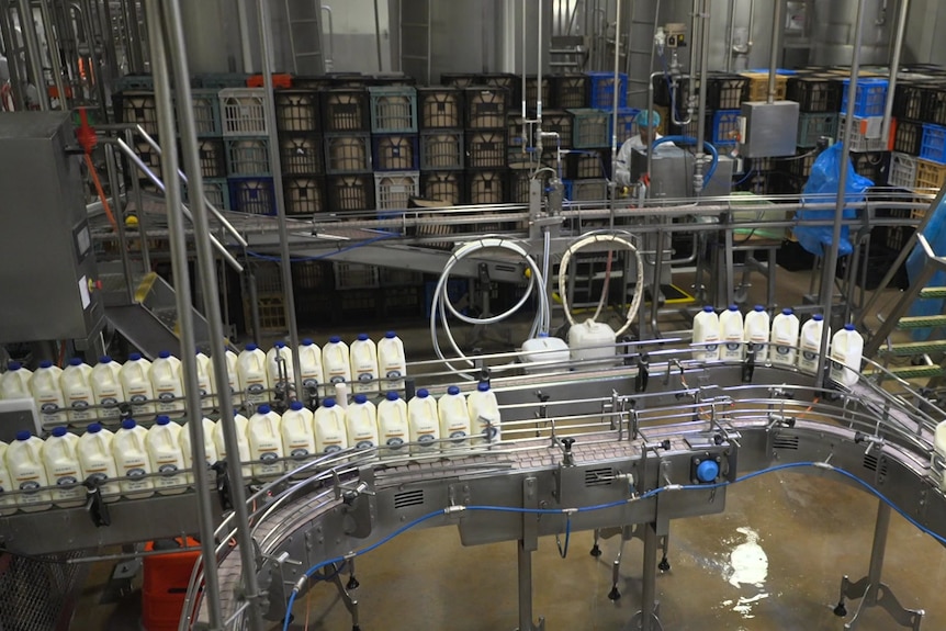 A milk processing facility with two-litre bottles moving along a conveyor belt.
