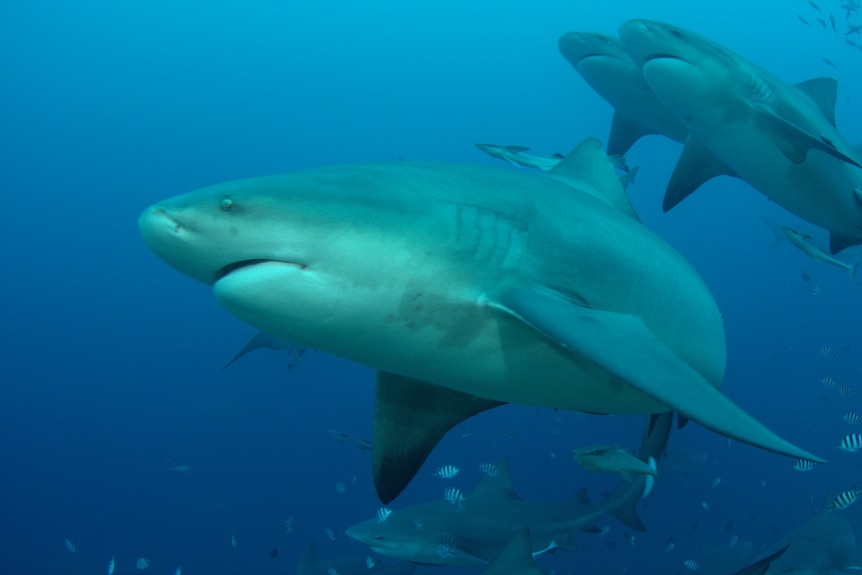 Three bullsharks swimming underwater. One is closer to the camera than the rest with little fish swimming around