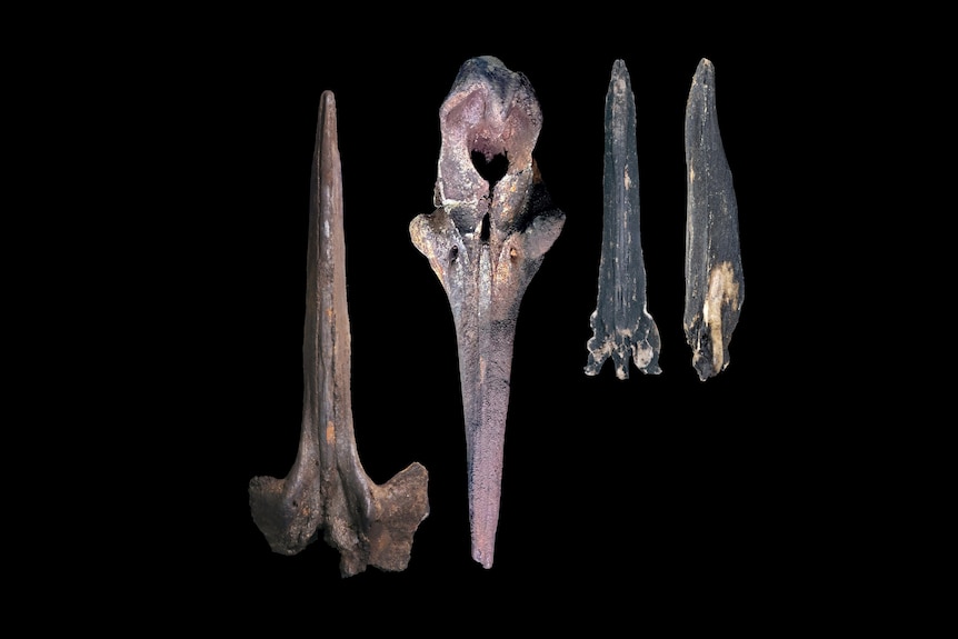 Two beak whale skulls like very long sharp teeth next to two small skull fragments of the sharper end against black backdrop.