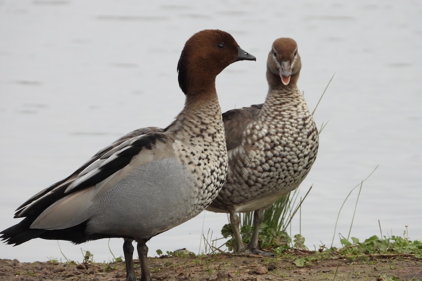 Two ducks, a male with a brown head and a female with a smaller head.