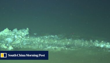 For 5 million years, whales have come to this place in the Indian Ocean to die
