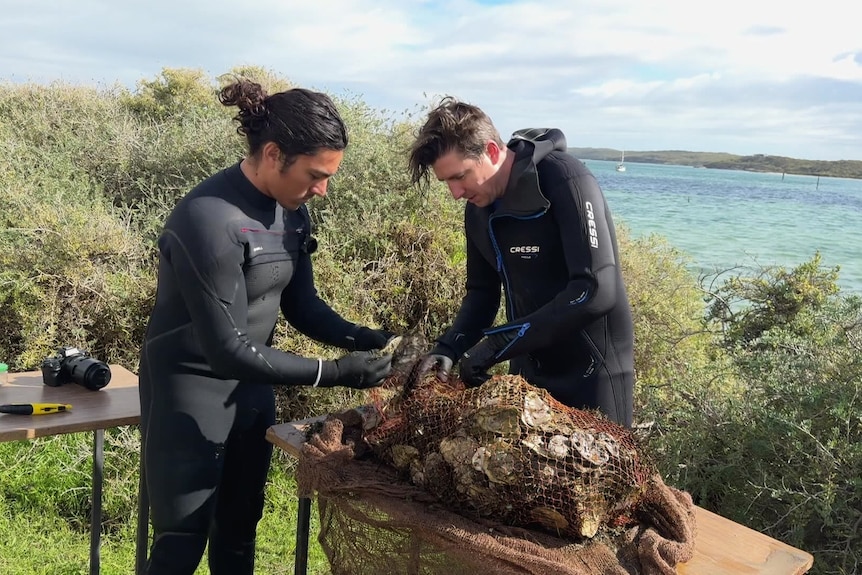 Two men in wet suits tying up bags of oysters