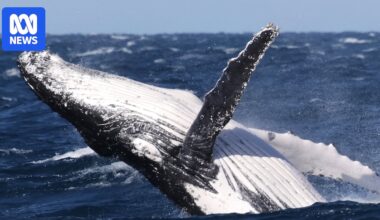 Scientists baffled at 60 per cent drop in migrating whale sightings off South West of WA