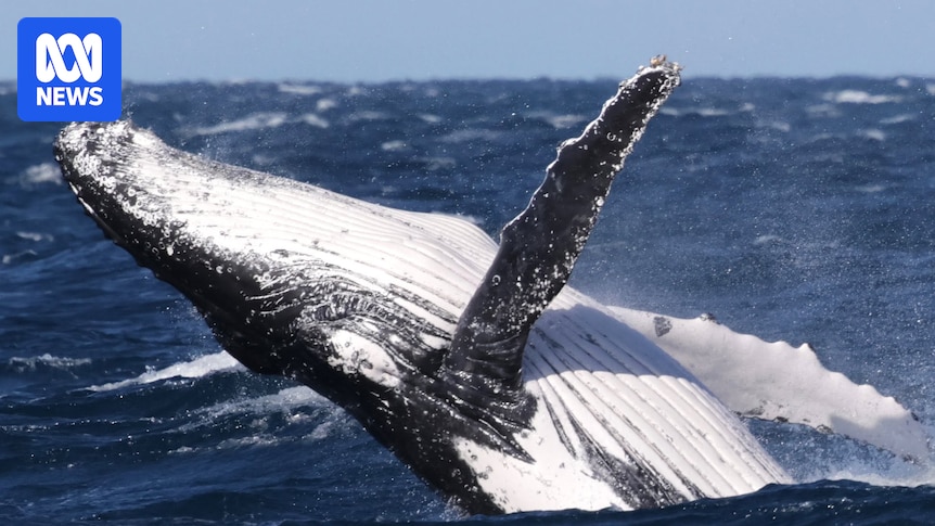 Scientists baffled at 60 per cent drop in migrating whale sightings off South West of WA