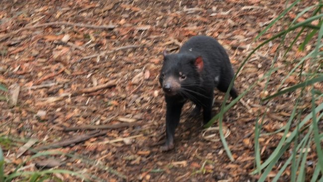 The missing Tasmanian devil was one of two young animals that had only recently arrived at the Gold Coast theme park. 
