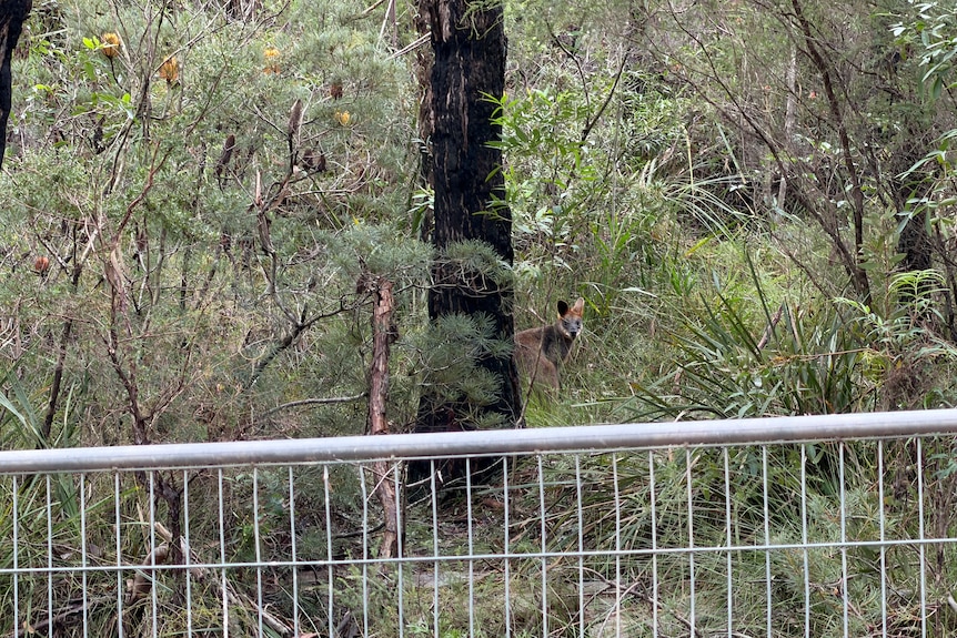 A wallaby stands behind a tree with its face visible with silver fencing seen in the foreground.