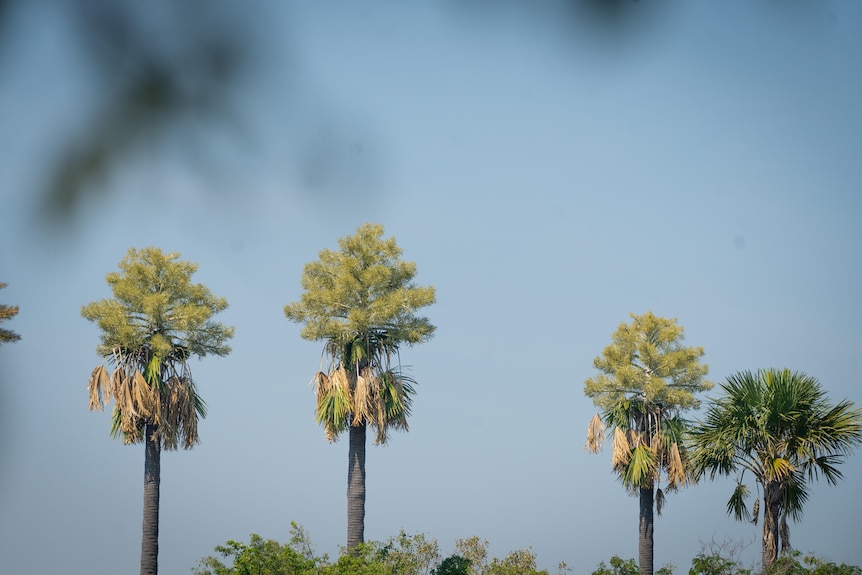 A group of tall palm trees beside a lake.