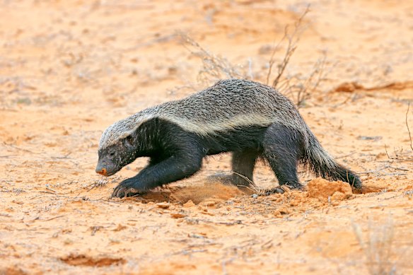 Honey badgers will raid safari camps for sweet foods.