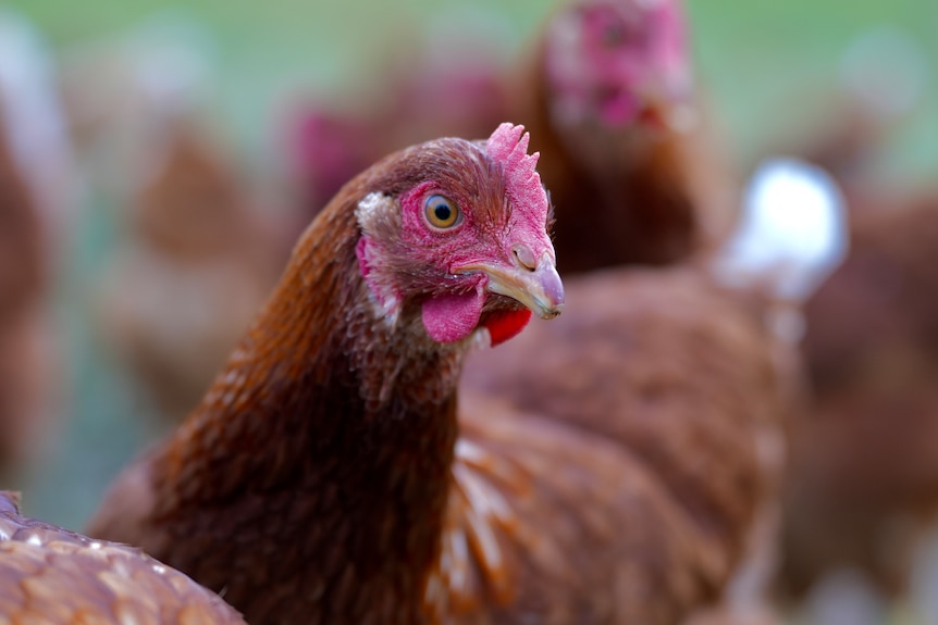 A brown chicken on a farm looking at the camera side on.