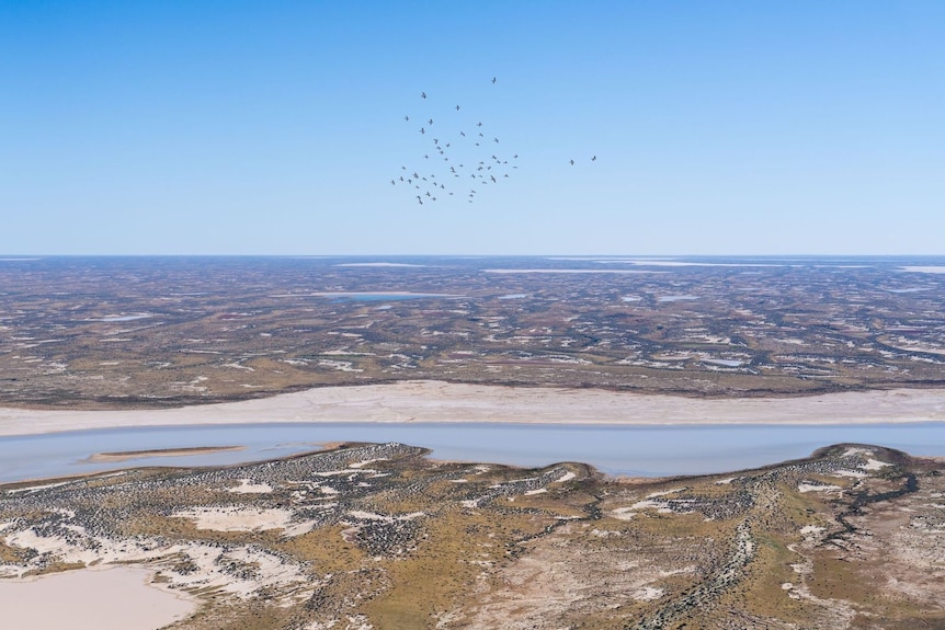 Taken from the sky, the horizon of a desert covered in greenery, with birds flying ahead