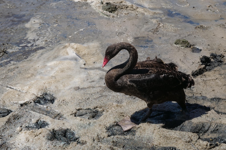 A black swan with a red beak standing on the bank of an estuary.