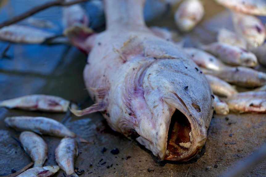 A large dead murray cod surrounding by flys and other small dead fish.