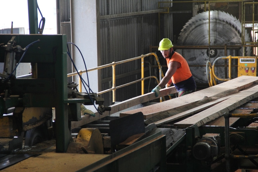 A saw mill worker cuts timber to size.