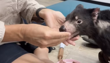 Missing Tasmanian devil found after 14-day+ search - The Courier Mail