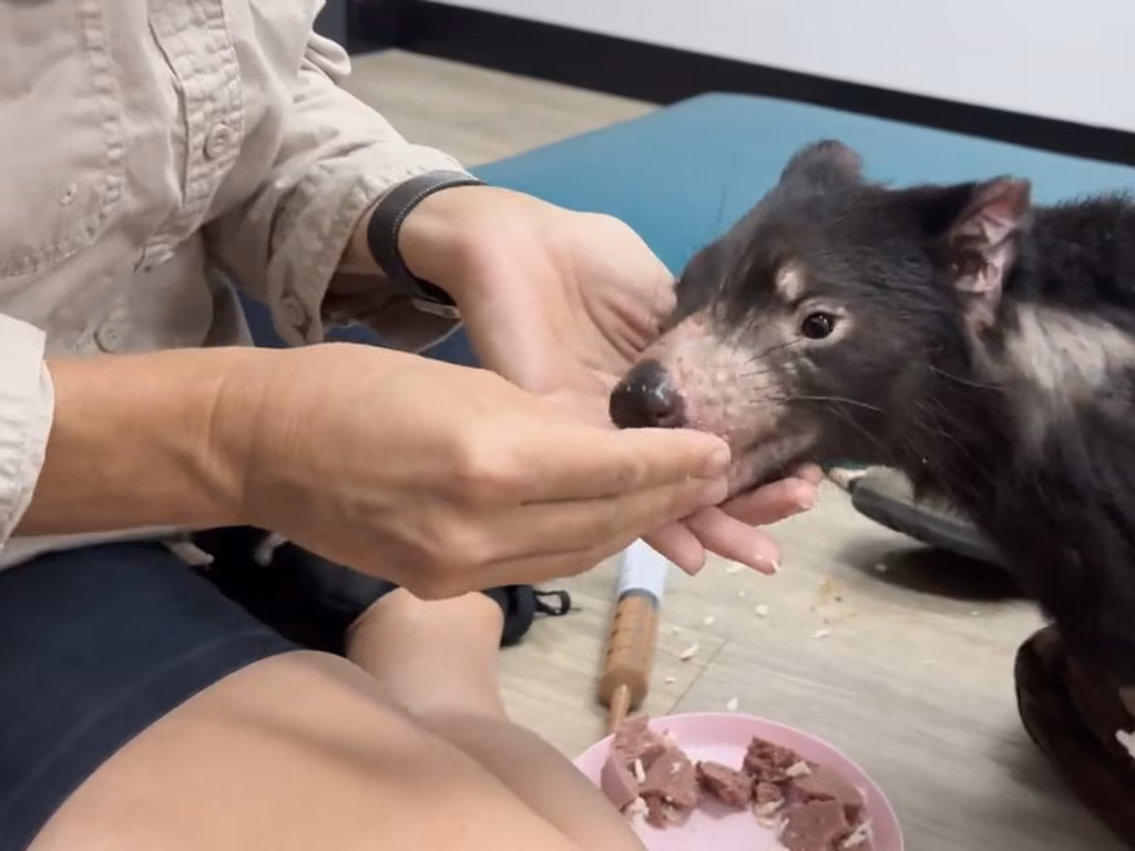 Missing Tasmanian devil found after 14-day+ search - The Courier Mail