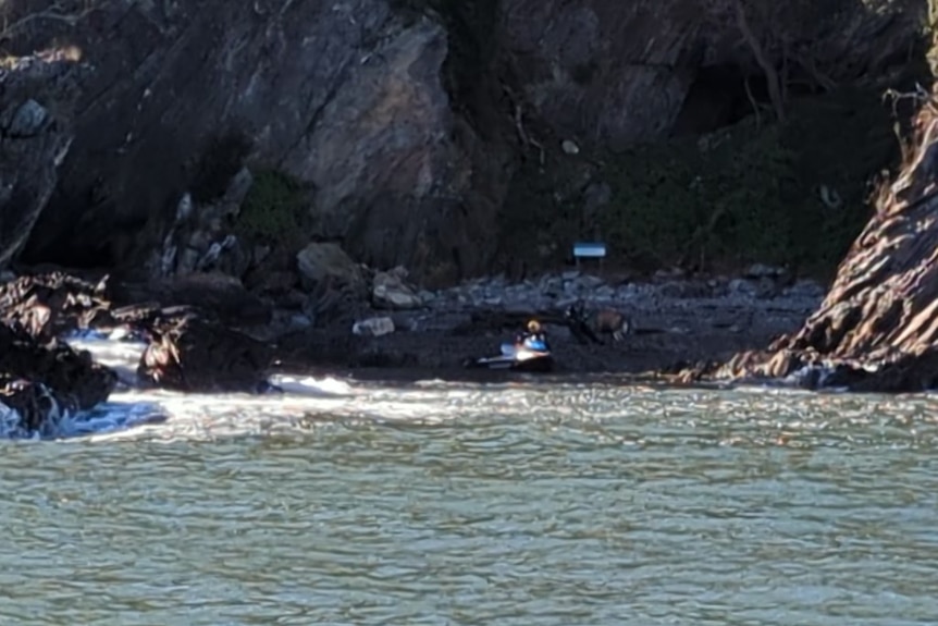 dog on island