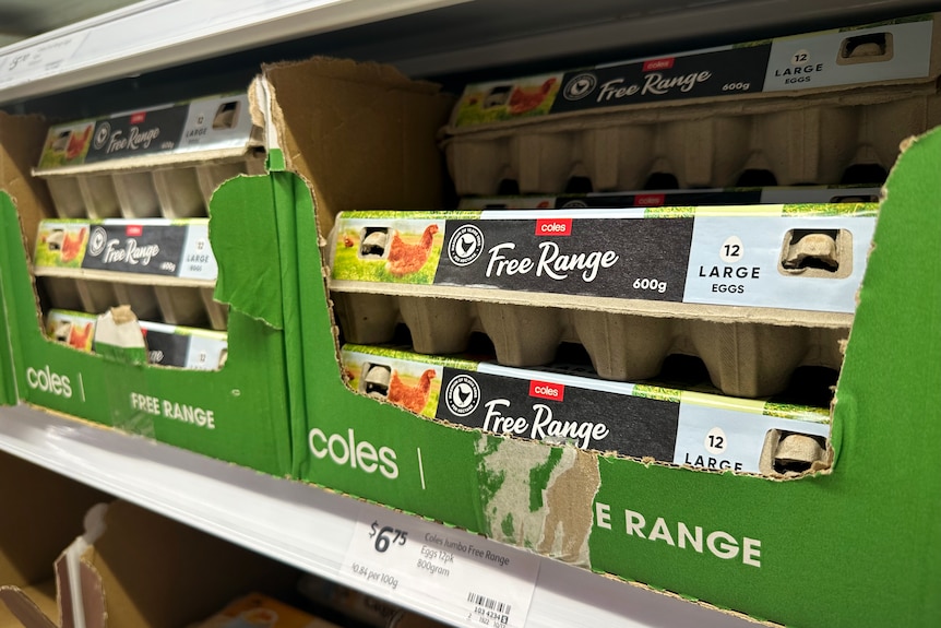 Cartons of eggs on a supermarket shelf