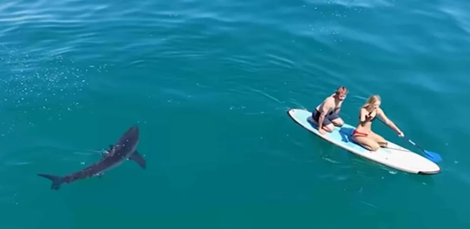 Shark chasing paddleboarders
