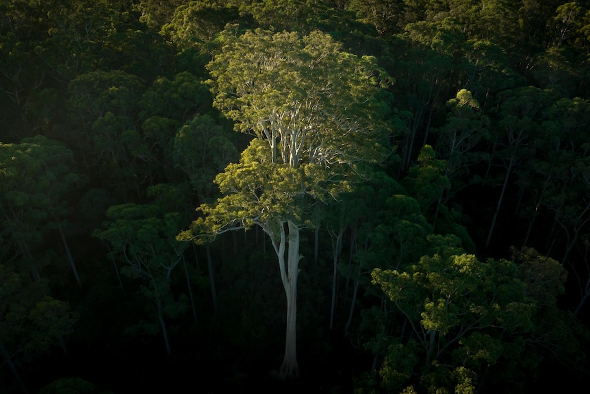 An aerial view of a massive tree glowing in golden light above the surrounding by forest.