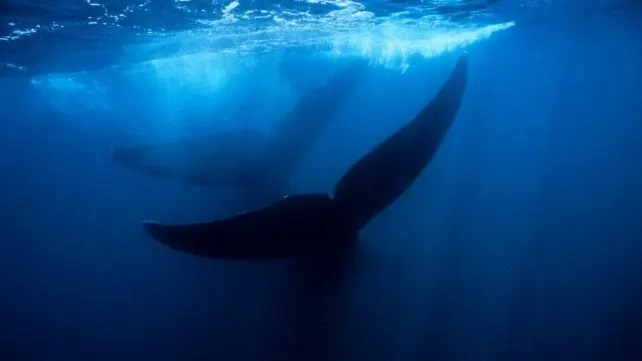whales in blue water