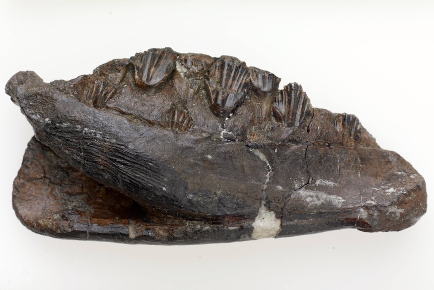 A fossilised jaw bone with several teeth.