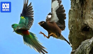 Frustration over approach to dealing with Indian myna driving grassroots action