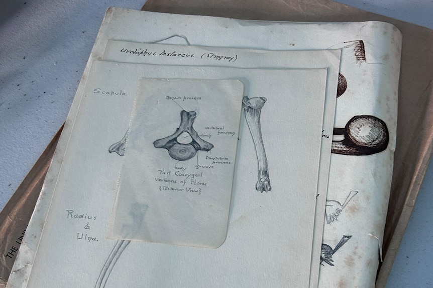 A notebook filled with scientific pencil illustrations of animal bones.