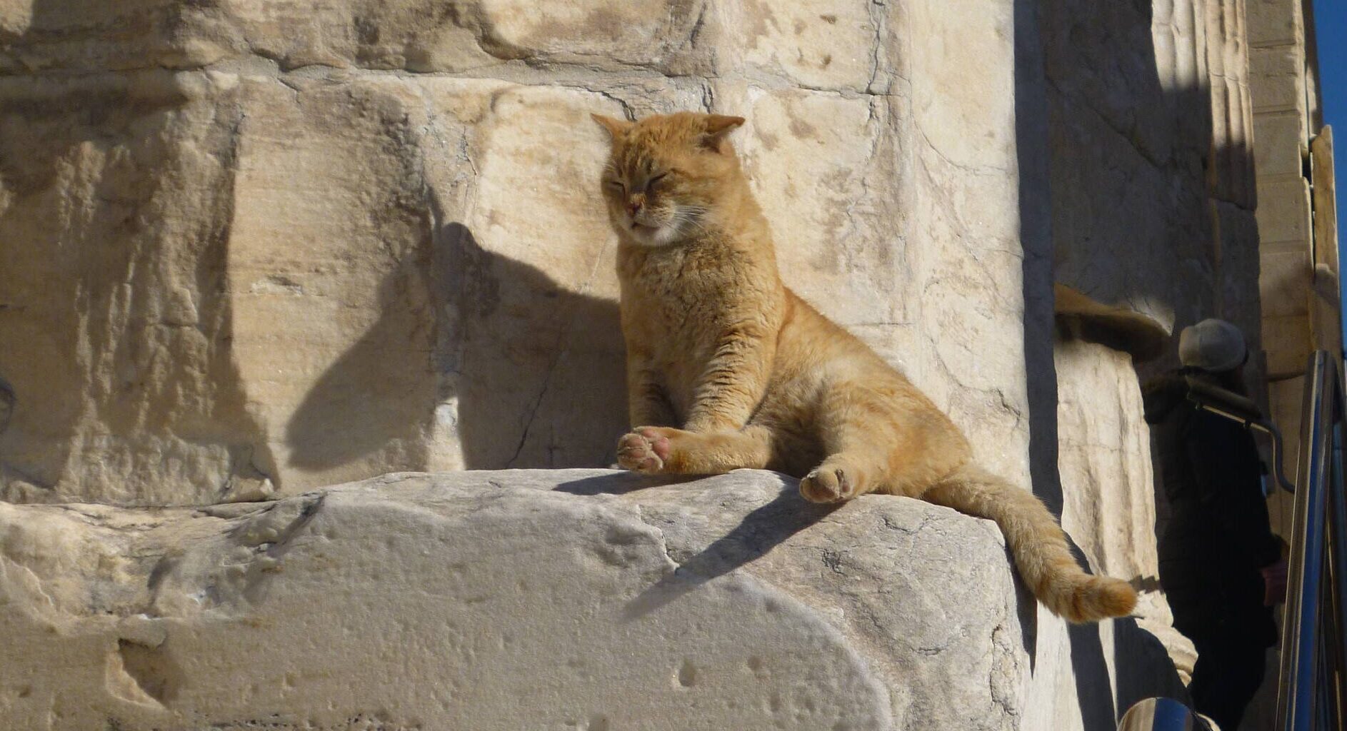 Melbourne to host world premiere of 'Acropolis Cats & Other Wondrous Animals'