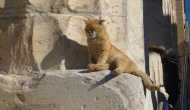 Melbourne to host world premiere of 'Acropolis Cats & Other Wondrous Animals'