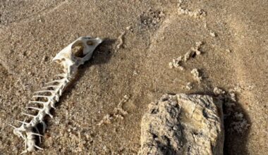 Fish bones and scorching hair: new research shows how Aboriginal people fought smallpox