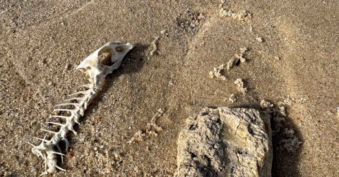 Fish bones and scorching hair: new research shows how Aboriginal people fought smallpox