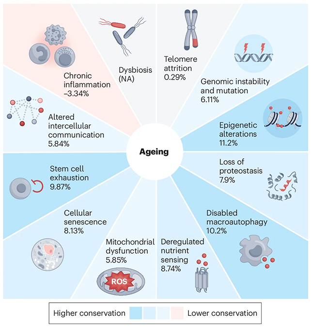 Ageing hallmarks
