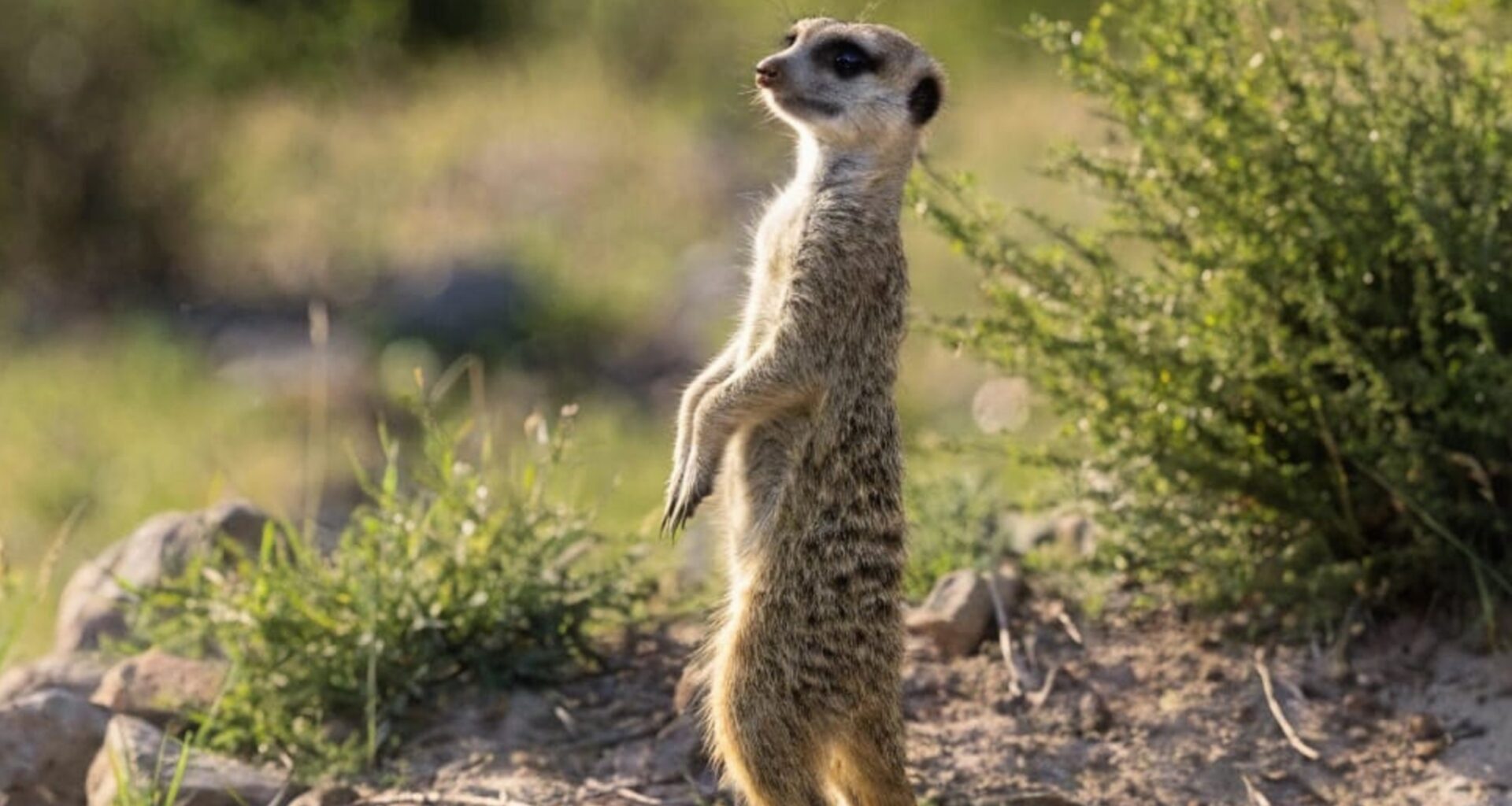 Making and breaking habits help animals survive