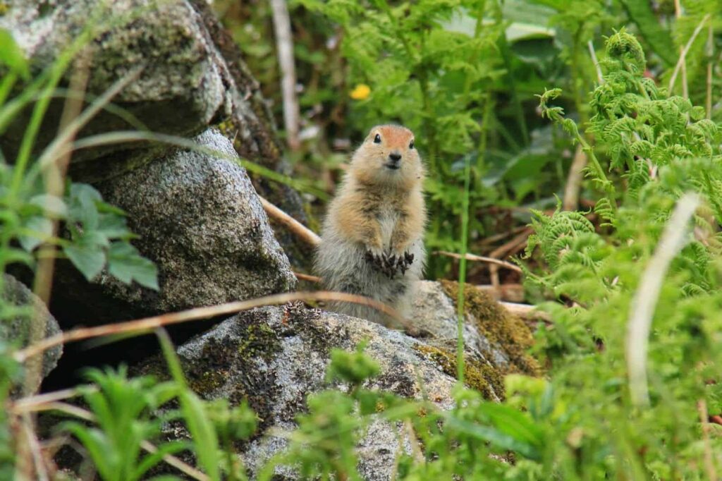 Small ground squirrel standing on rocks amidst green plants in a natural environment.