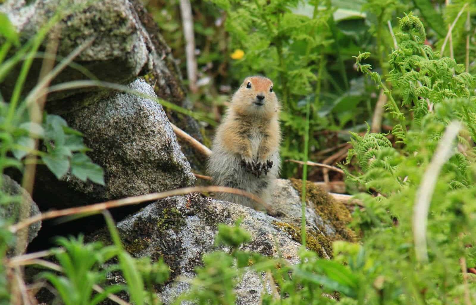 Small ground squirrel standing on rocks amidst green plants in a natural environment.