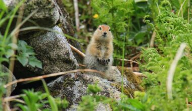 Small ground squirrel standing on rocks amidst green plants in a natural environment.