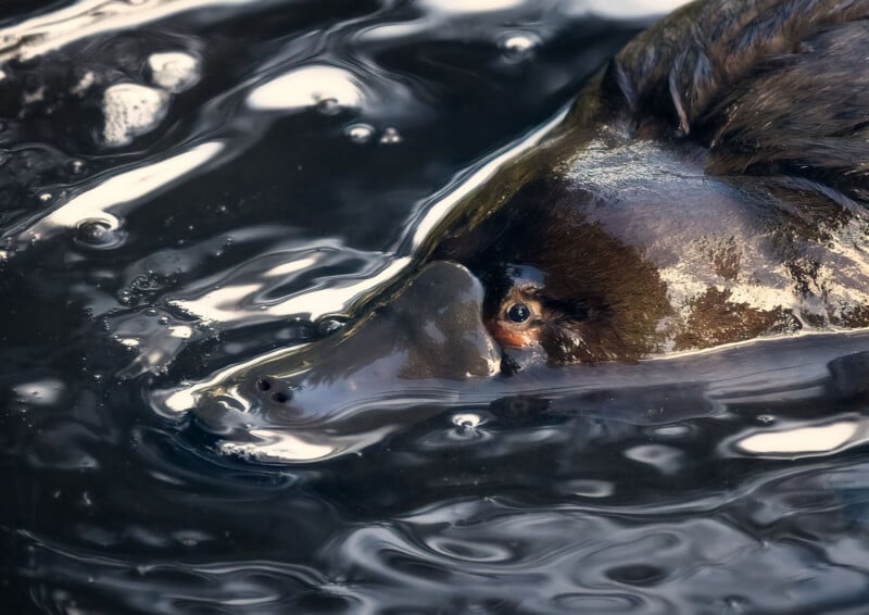 A close-up of a platypus swimming in dark, reflective water, with its bill and one eye visible above the surface.