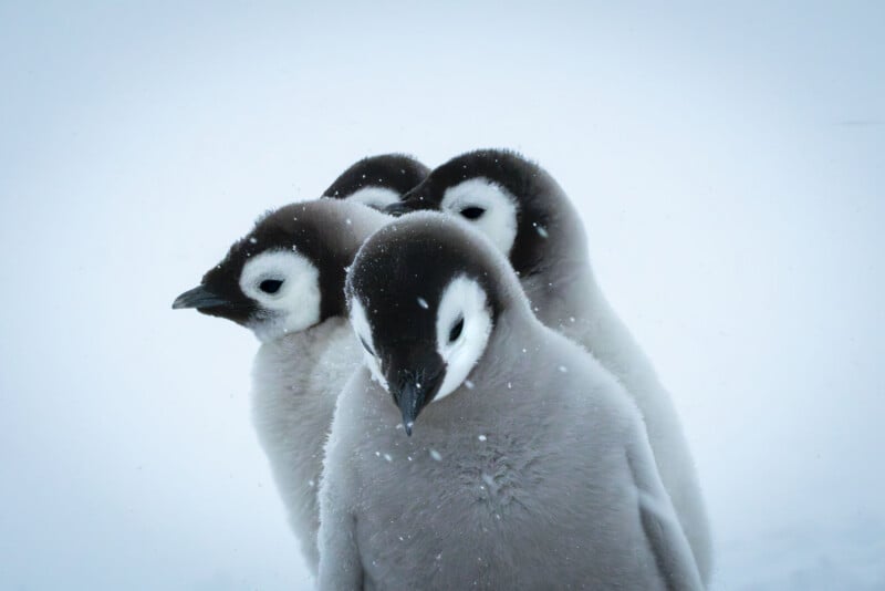 Three fluffy penguin chicks stand close together in the snow, with soft grey and white feathers and black-and-white faces, against a snowy, pale background.