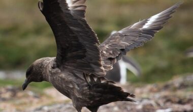 H5N1 bird flu: A brown bird with white wings landing on the ground.