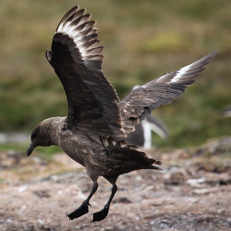 H5N1 bird flu: A brown bird with white wings landing on the ground.
