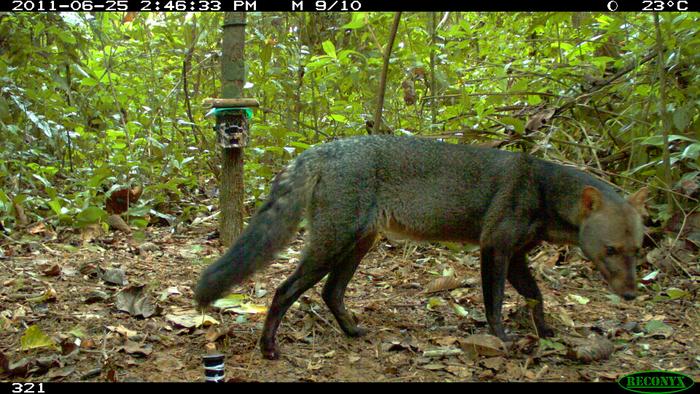 Camera trap captures short-eared dog in Bolivia