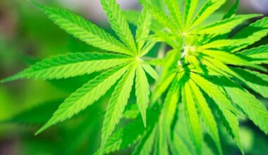 Collective trauma reminders trigger immediate cravings for tobacco and cannabis