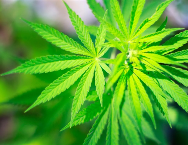 Collective trauma reminders trigger immediate cravings for tobacco and cannabis
