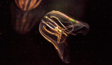 Comb Jellyfish Phylum Ctenophore