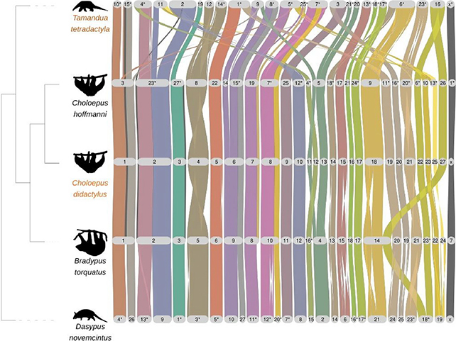 DNA chart