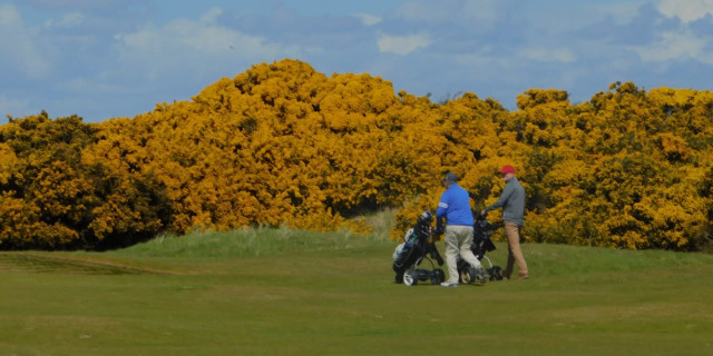 Golf Club Visitors