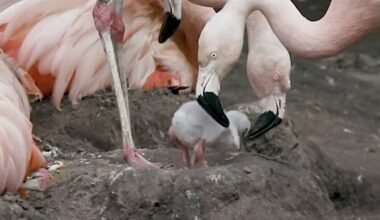 Thousands of Flamingo Chicks Hatch in Major Comeback From Climate Disaster in Turkiye (WATCH)