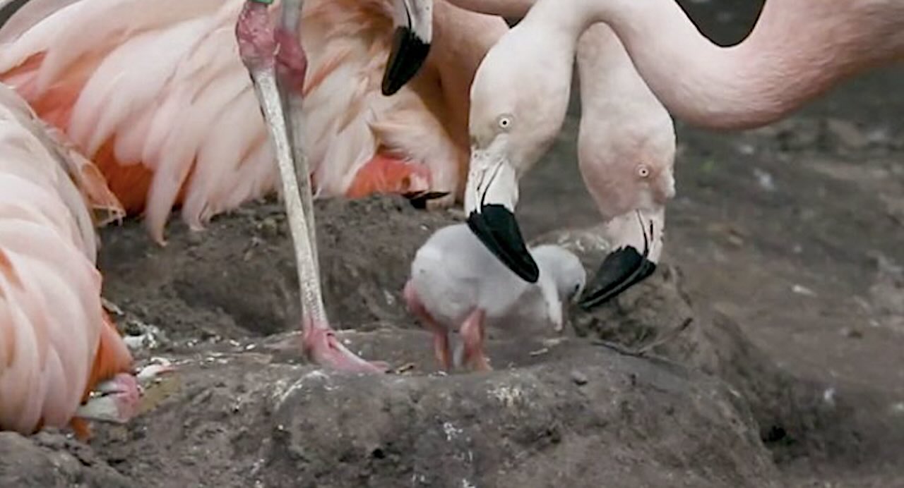 Thousands of Flamingo Chicks Hatch in Major Comeback From Climate Disaster in Turkiye (WATCH)