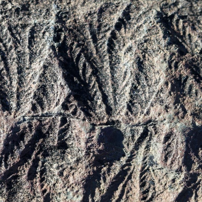Fossils of Fractofusus