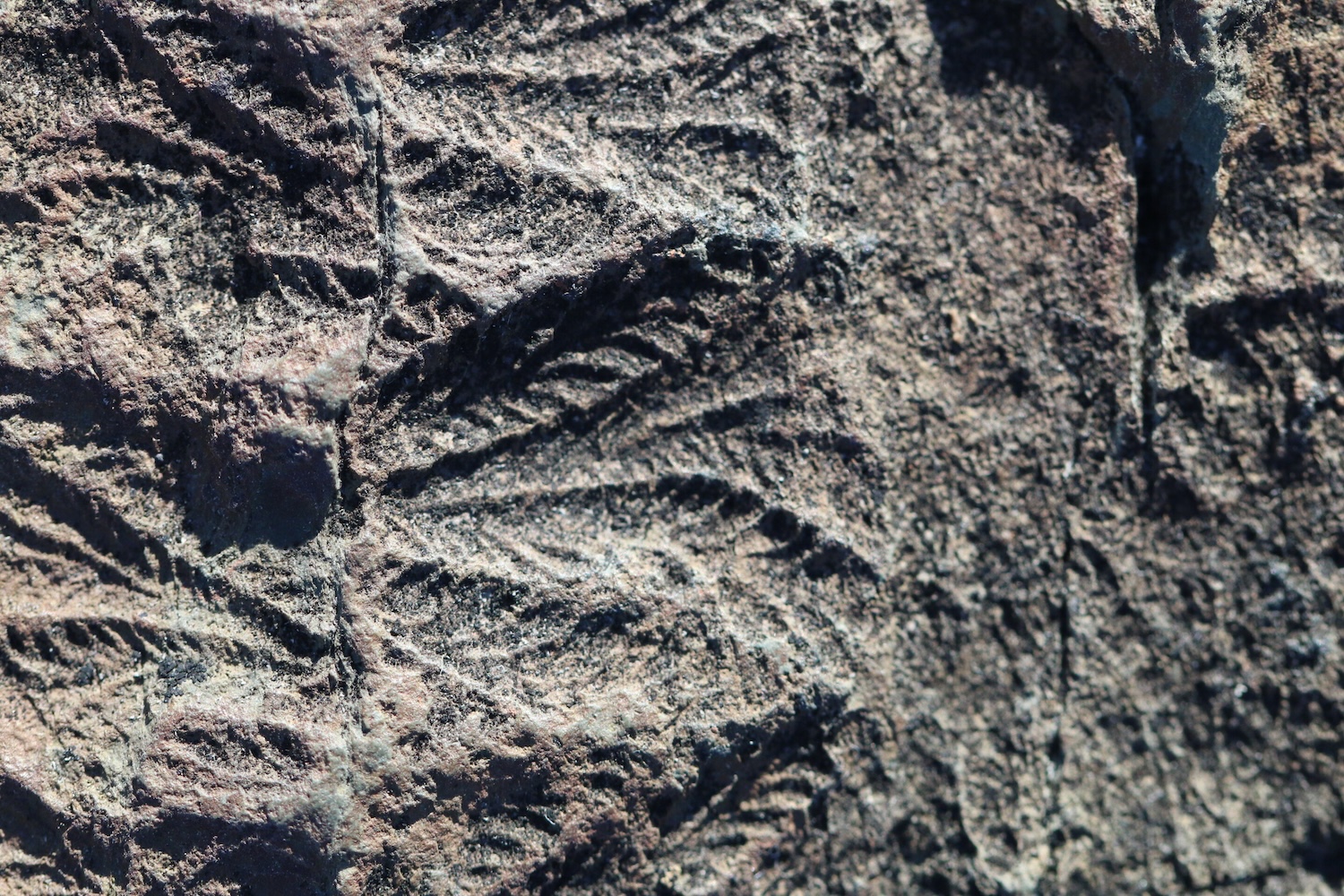 Fossils of Fractofusus